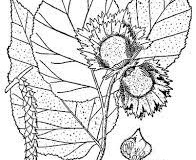 Sketch-of-American-hazelnut