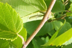Twigs-of-American-hazelnut