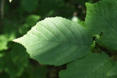 Leaves-of-American-hazelnut