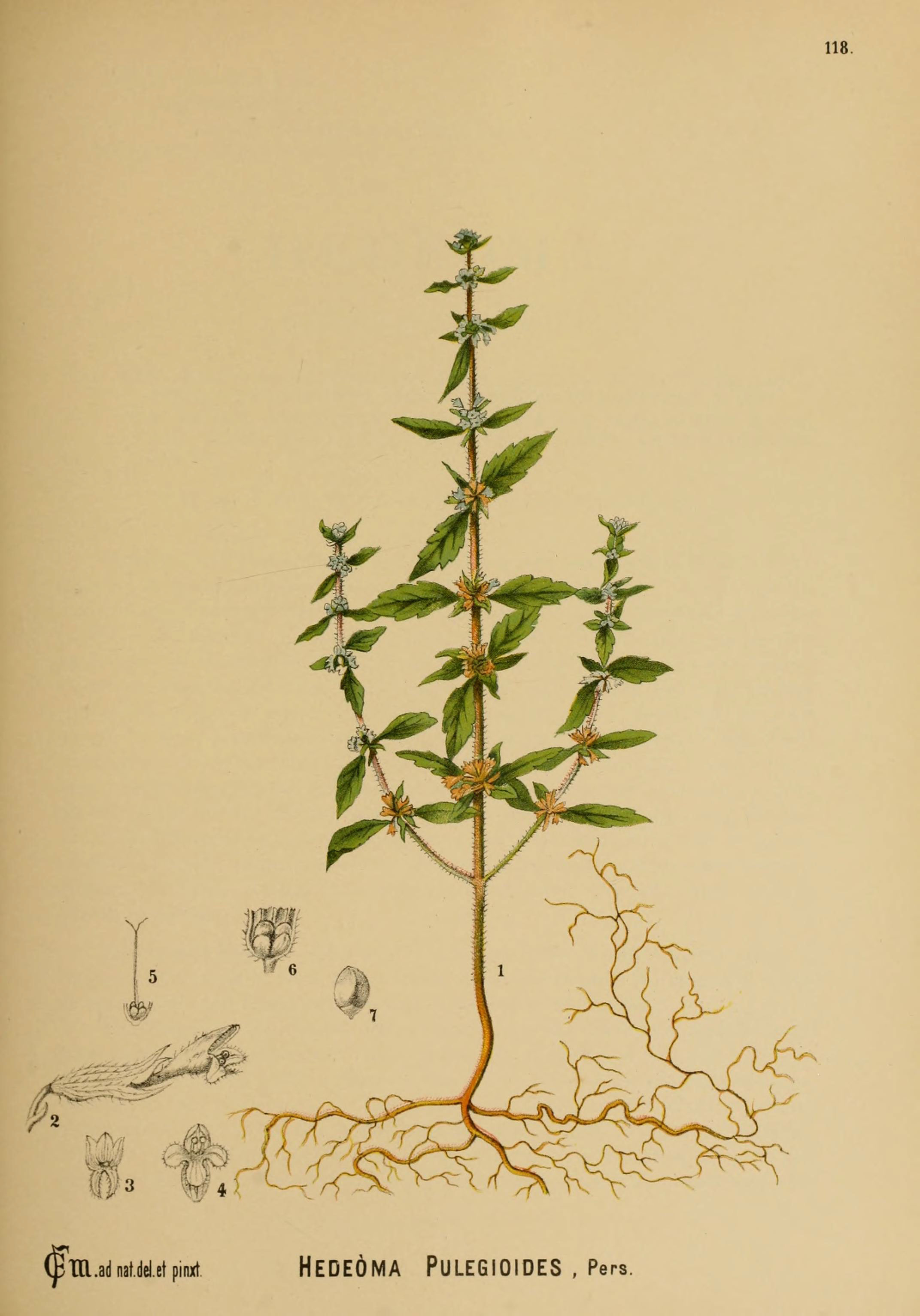 Plant-illustration-of-American-pennyroyal
