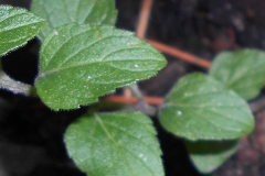 American-pennyroyal-leaves