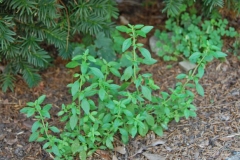 American-pennyroyal-plant