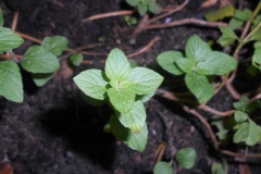 American-pennyroyal-seedling