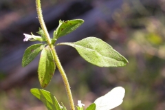 American-pennyroyal-stem
