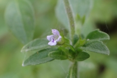 Close-view-of-American-pennyroyal-flower