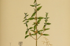 Plant-illustration-of-American-pennyroyal