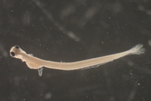 American-shad-larvae