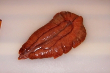 American-shad-roe