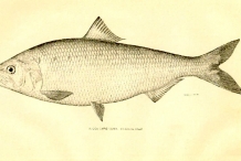 Illustration-of-American-shad