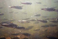 School-of-young-shad