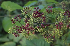 American-Spikenard-Berries