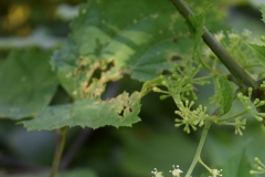American-Spikenard-flower