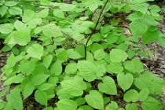American-Spikenard-leaves