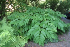 American-Spikenard-plant
