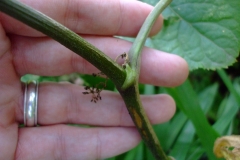 American-Spikenard-stem