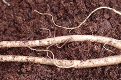 American-Spiknard-root