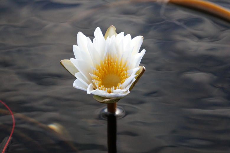 African-Water-lily