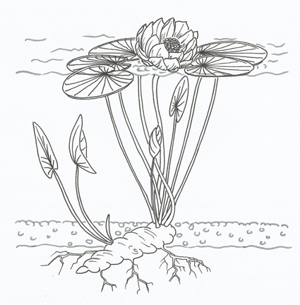 American-White-Water-Lily-Plant-Sketch