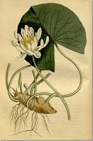 American-White-Water-lily-Illustration