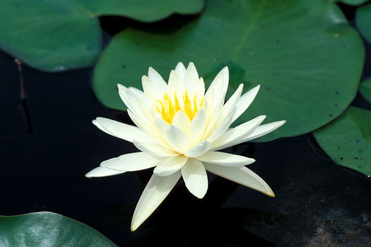 American-white-waterlily-flower
