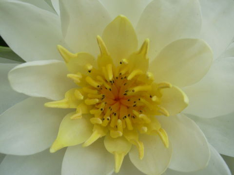 Closer-view-of-American-white-waterlily-flower