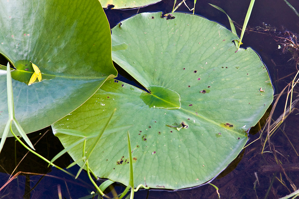 Leaves-of-American-white-waterlily