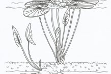 American-White-Water-Lily-Plant-Sketch