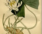 American-White-Water-lily-Illustration