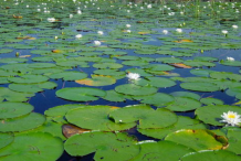 American-white-waterlily-Growing-wild