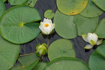 American-white-waterlily-Plant