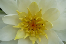 Closer-view-of-American-white-waterlily-flower