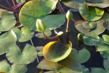 Flowering-Buds-of-American-white-waterlily