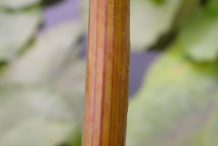 Flowering-Stem-of-American-white-waterlily