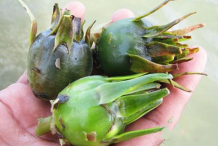 Fruits-of-American-white-waterlily