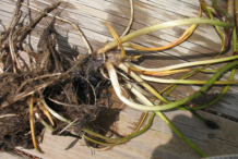 Root-of-American-White-water-lily
