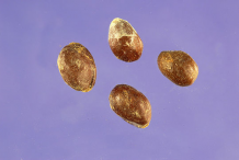 Seeds-of-American-white-waterlily