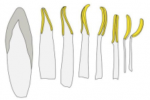 Stamen-of-American-white-lily-flower