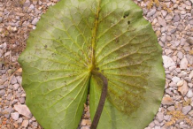 Ventral-view-of-the-American-white-waterlily-leaf