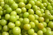 Amla