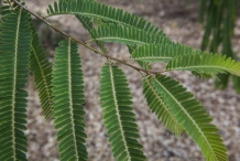 Leaves-of-Amla