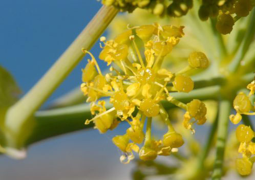 Closer-view-of-flower-of-Ammoniacum