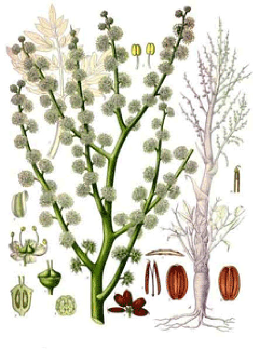 Plant-Illustration-of-Ammoniacum