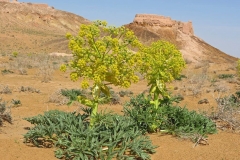 Ammoniacum-plant