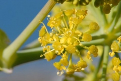 Closer-view-of-flower-of-Ammoniacum