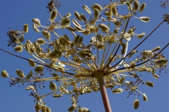 Fruits-and-seeds-of-Ammoniacum