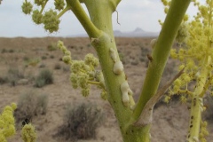 Gum-on-the-Ammoniacum-plant