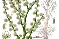 Plant-Illustration-of-Ammoniacum