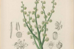 Sketch-of-Ammoniacum