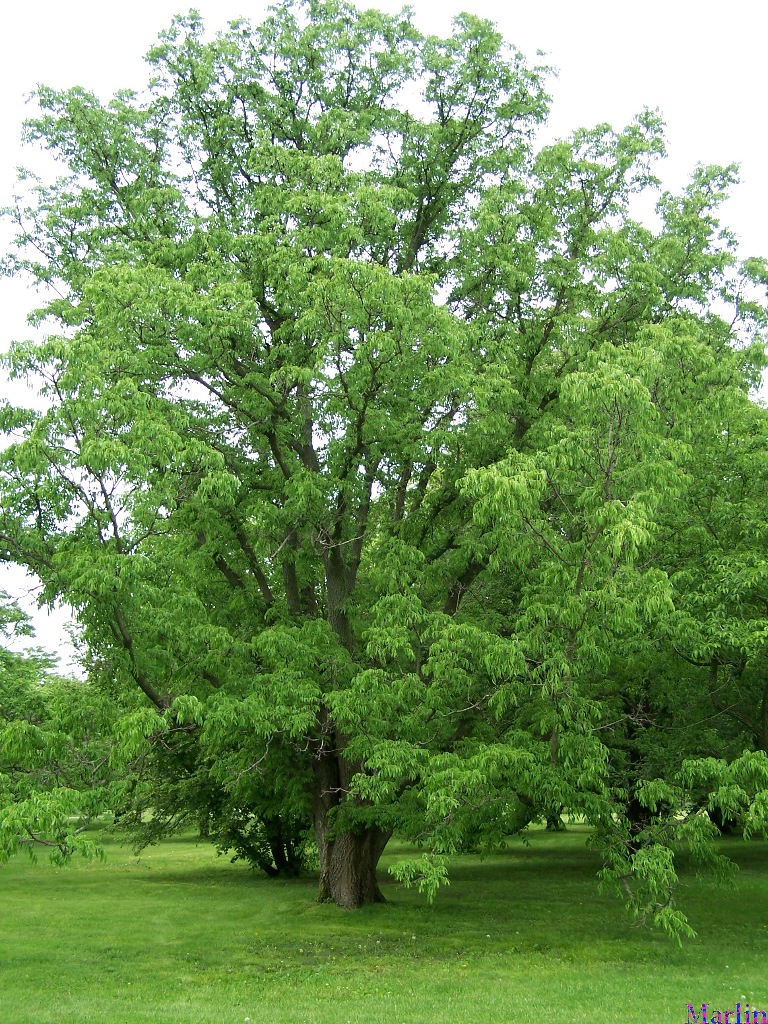 Amur-cork-tree-Yuán bǎi