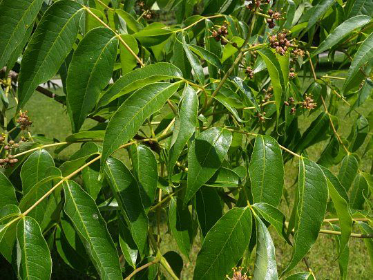 Amur-cork-tree-leaves-phellodendron bark